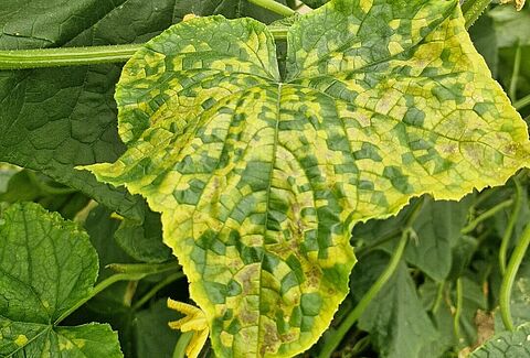 Downy mildew of Cucurbits