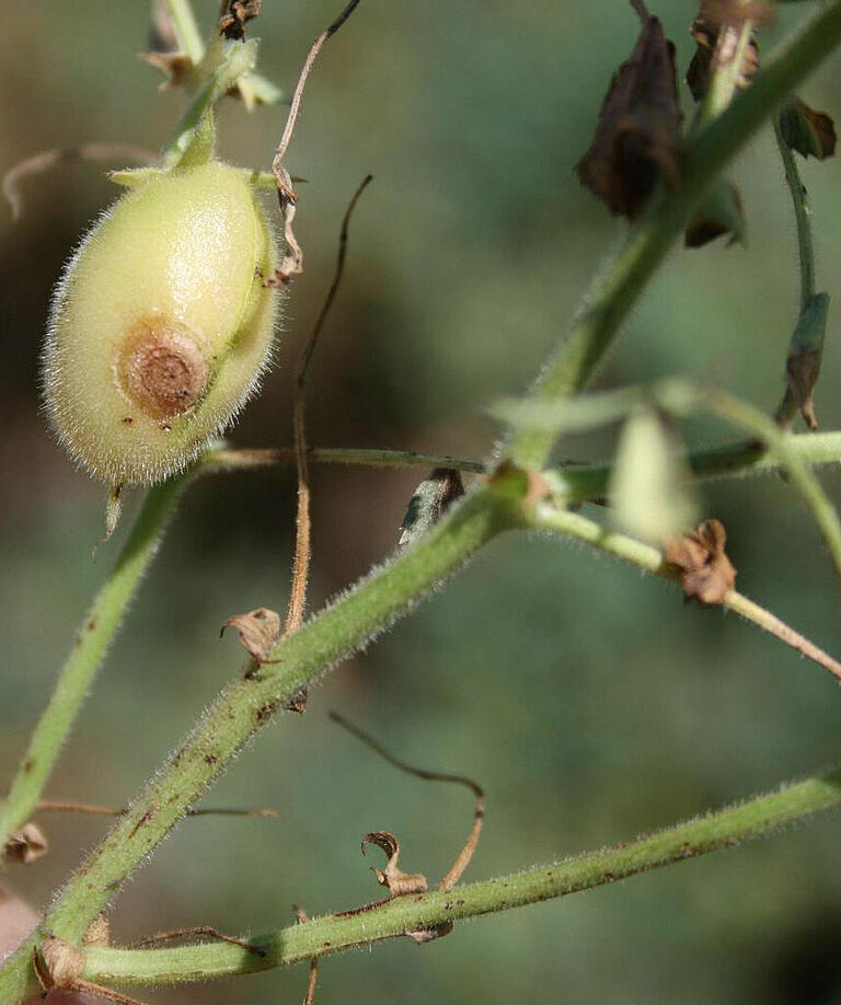 Chickpeas infected by Ascochyta blight