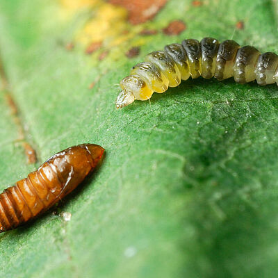 Horsechestnut leafminer Cameraria ohridella Pupal and Larval stage