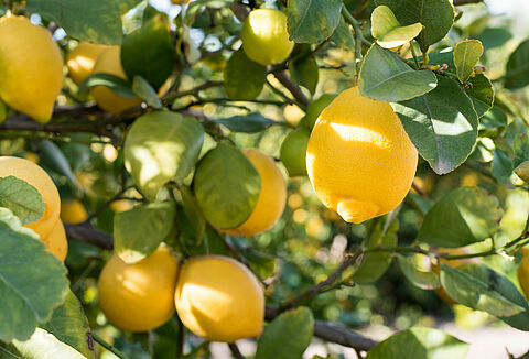 Biological crop protection opportunities for integrated pest management (IPM) in citrus