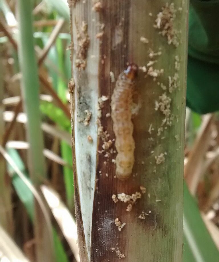 Damage caused by Sugarcane stalk borer Diatraea saccharalis