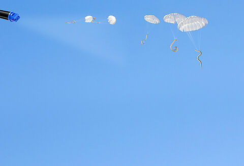 Nematodes: a new asset in the fight against caterpillars