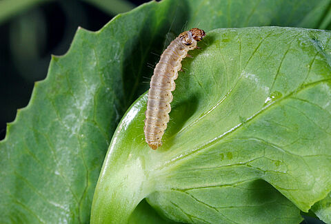 Pea moth
