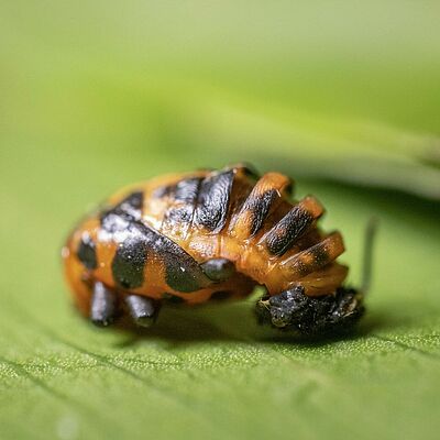 Pupe de Coleomegilla maculata