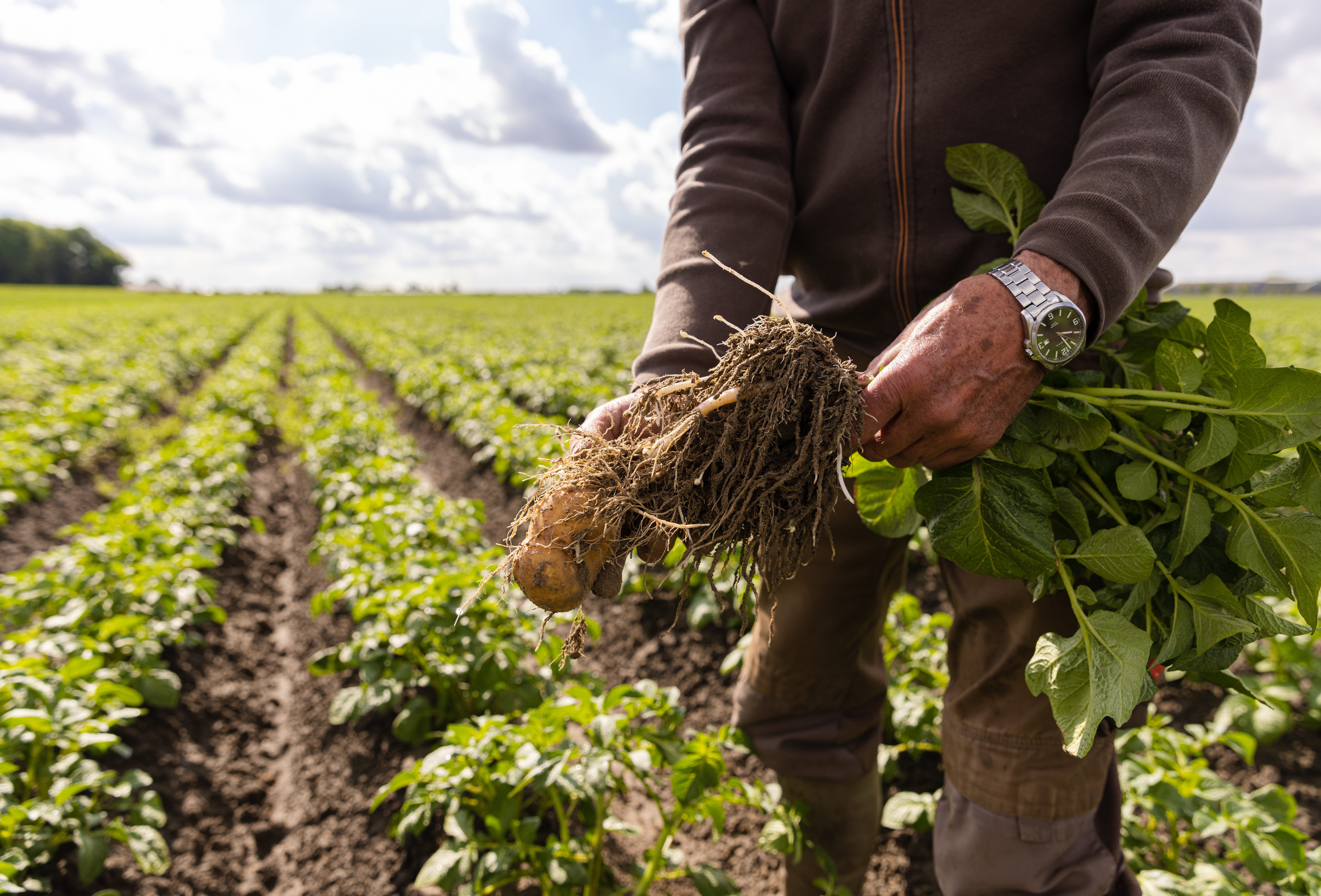 Effective pest control in outdoor crops with Koppert’s natural enemies