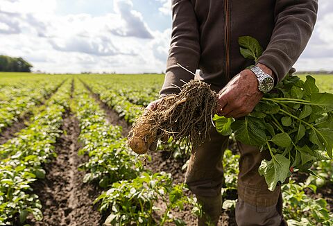 Effective pest control in outdoor crops with Koppert’s natural enemies