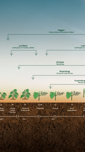 Grape Solutions per Growth Stage