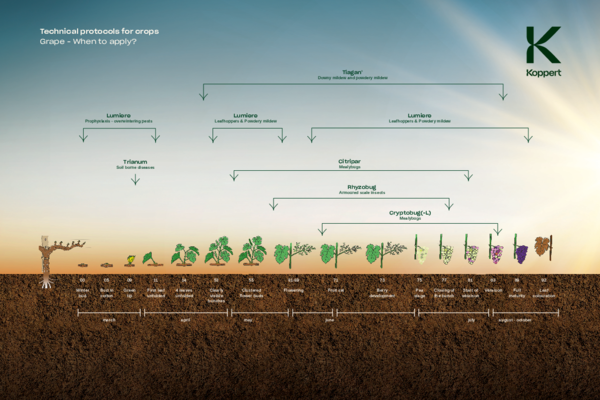 Grape Solutions per Growth Stage