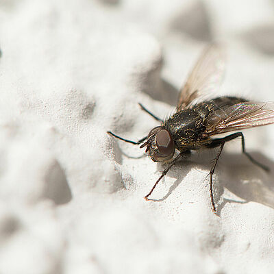 Fannia spp.