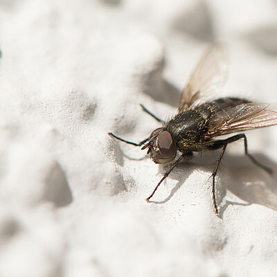 Fannia spp.