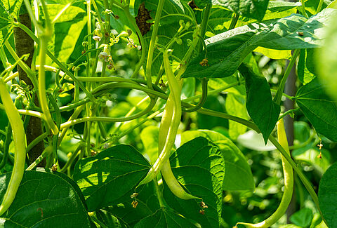 Common bean