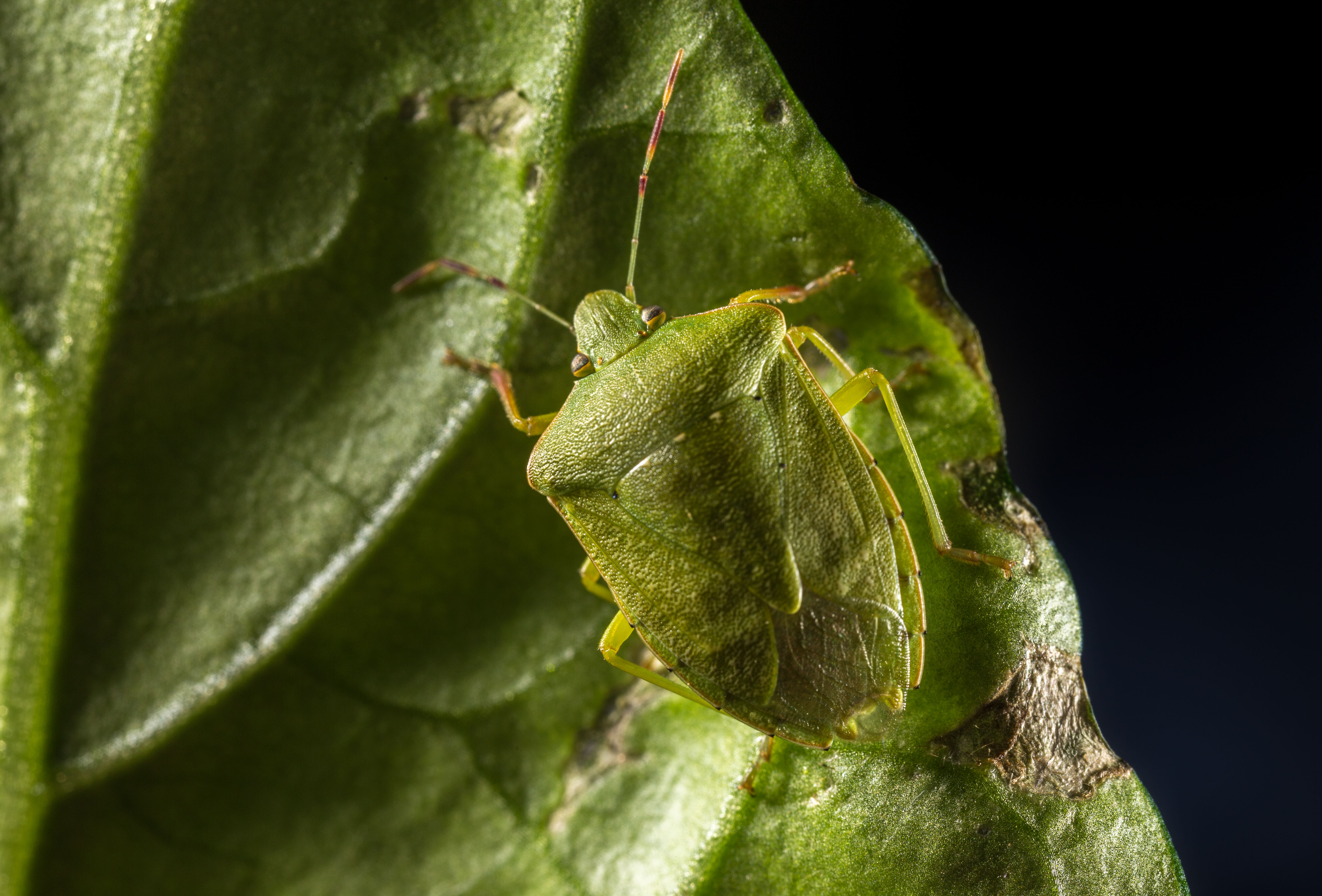 Biological solution against green shield bug in development