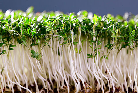 Cress