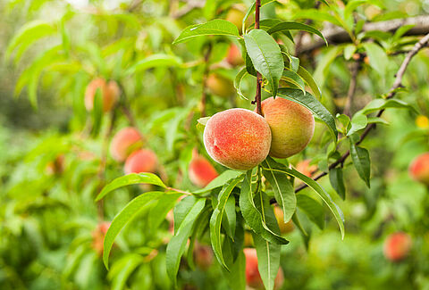 Peach