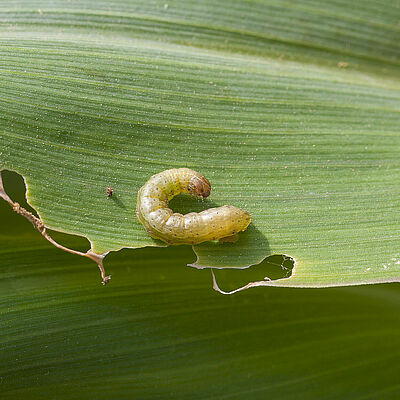 Larva of the Fall armyworm Spodoptera frugiperda