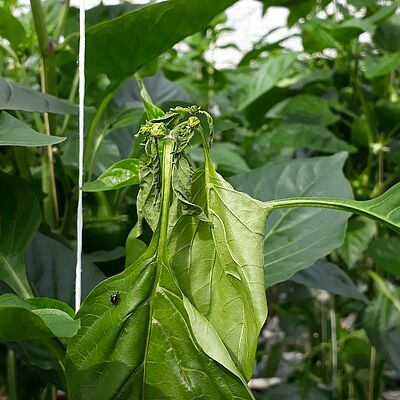 Damage in sweet pepper caused by the Southern Green Stink bug Nezara viridula