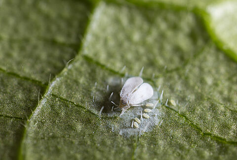 Greenhouse whitefly, Trialeurodes vaporariorum