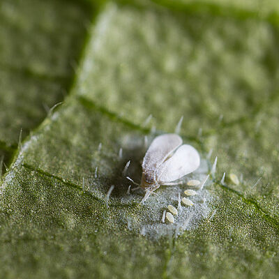 Greenhouse whitefly, Trialeurodes vaporariorum
