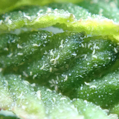 Hemp russet mites on leaf