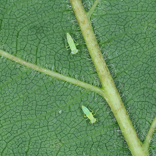 Smaller green leafhopper Empoasca vitis