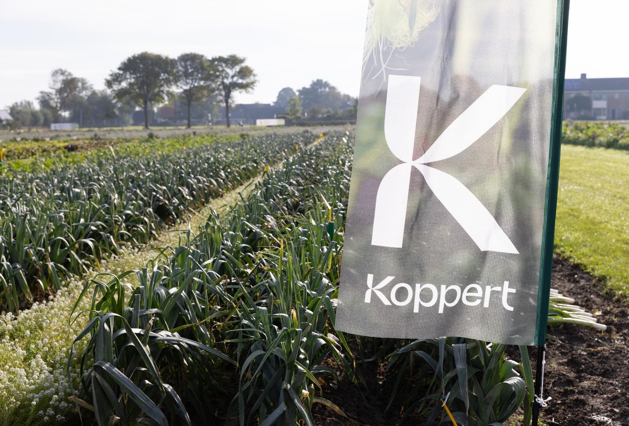 In control of aphids and thrips: Koppert showcases biological crop protection solutions at Bejo Open Days 2025