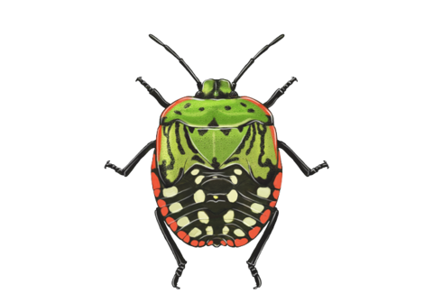 Illustration of the older nymph of the Southern Green Stink bug Nezara viridula