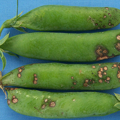 Pea pods infected by pea blight Ascochyta pisi