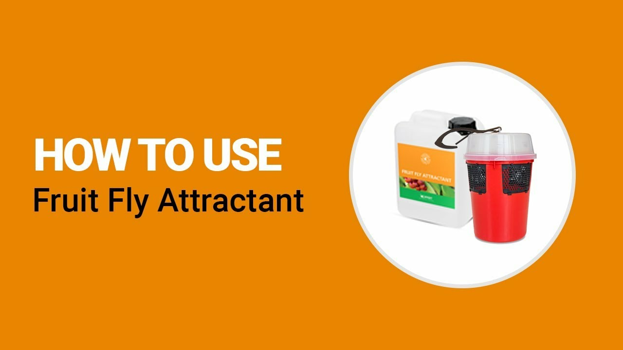 How to use Fruit Fly Attractant and Drosasan Trap from Koppert How to use Fruit Fly Attractant and Drosasan Trap from Koppert