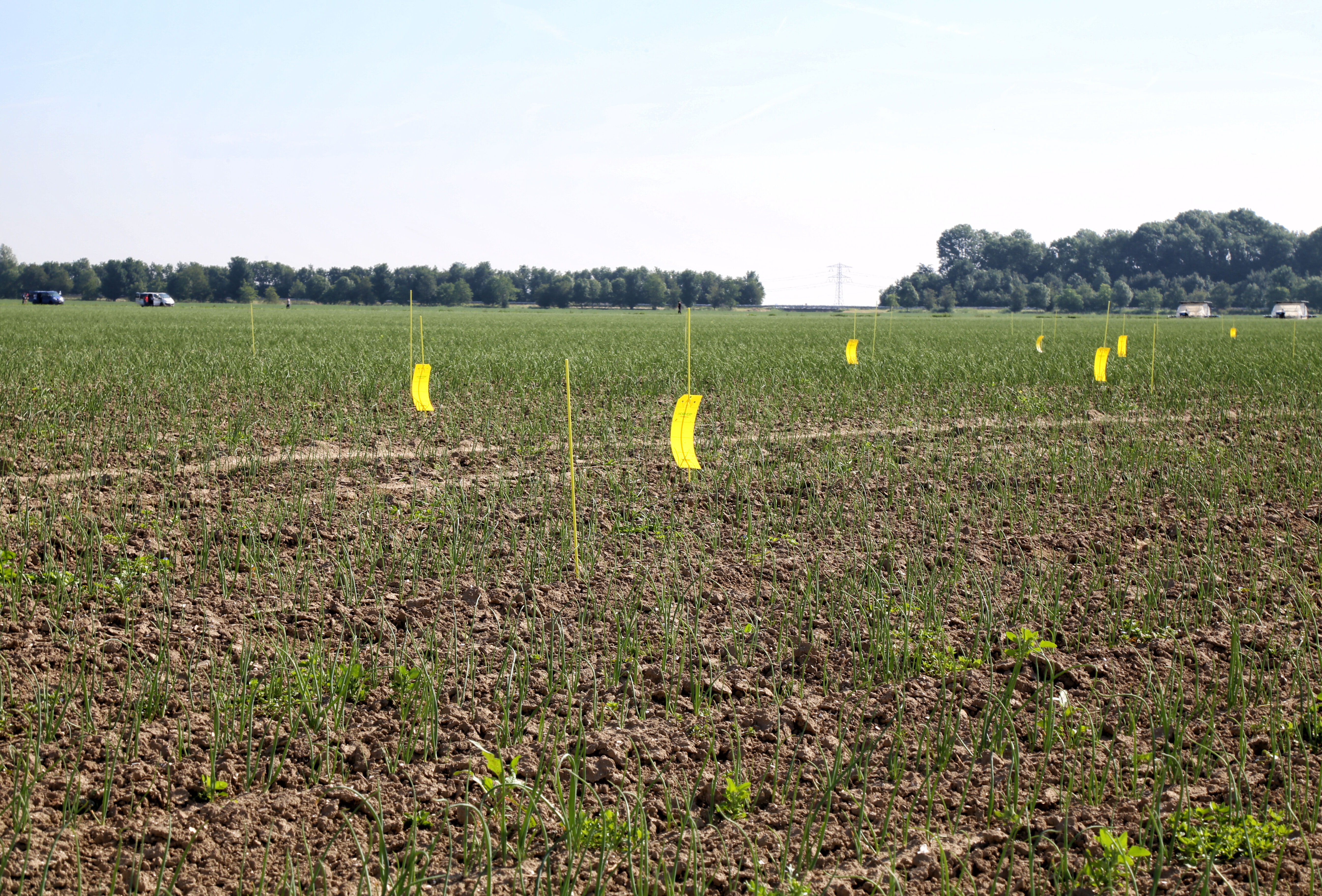 Roofmijten bestrijden trips in uien