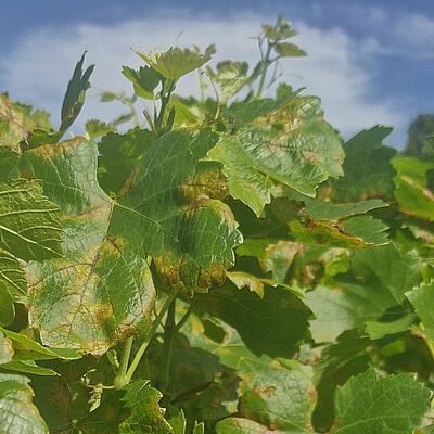 Upper side of grapevine leaves infected with downy mildew (Plasmopara viticola), showing characteristic yellow oil spots and developing necrotic lesions.