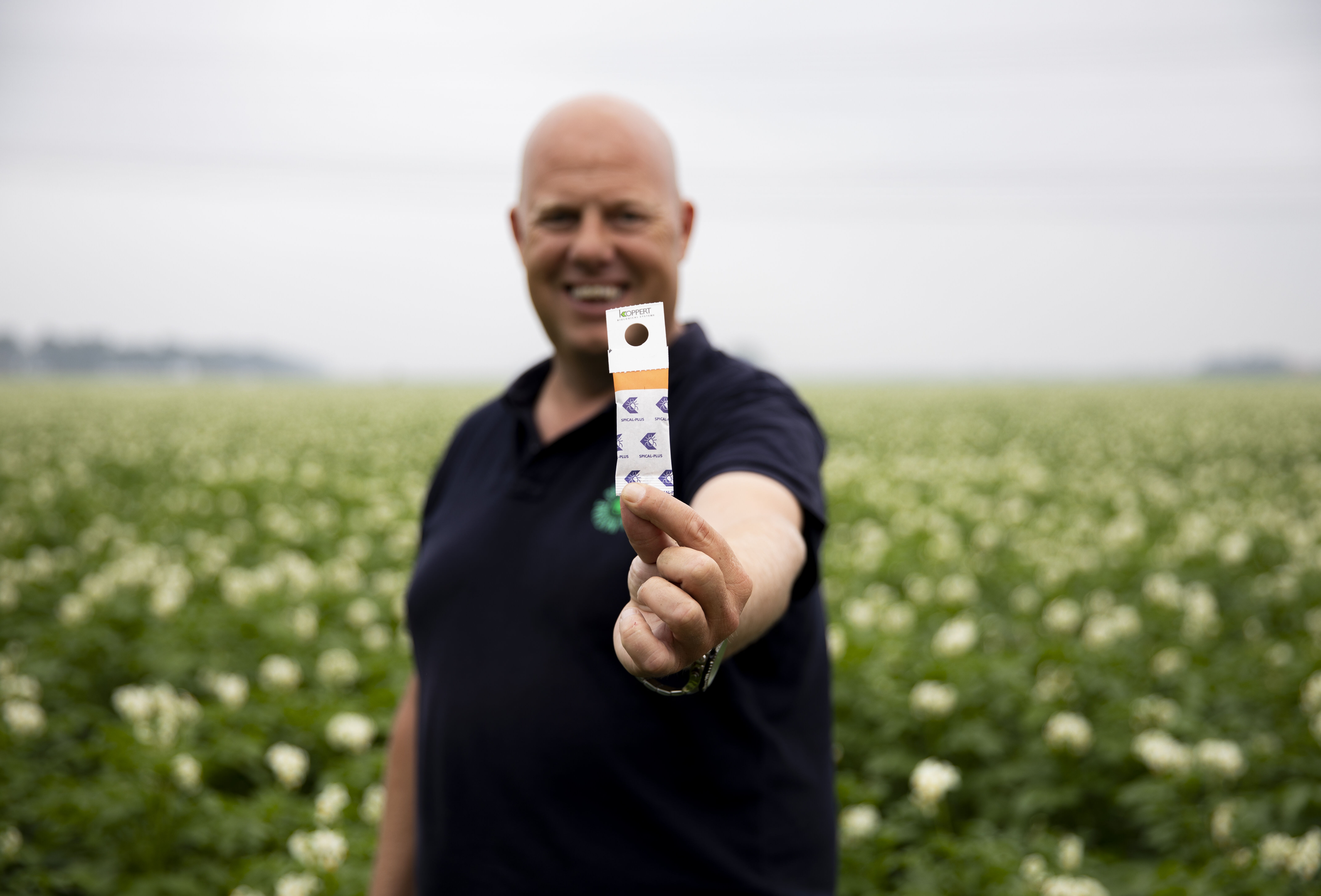 Spical-Plus: dé duurzame oplossing tegen spint in aardappel