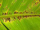 Banana plant damage caused by Black Sigatoka disease Mycosphaerella fijiensis