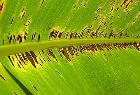Banana plant damage caused by Black Sigatoka disease Mycosphaerella fijiensis