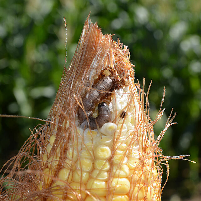 Corn damage caused by the Cotton bollworm Helicoverpa armigera