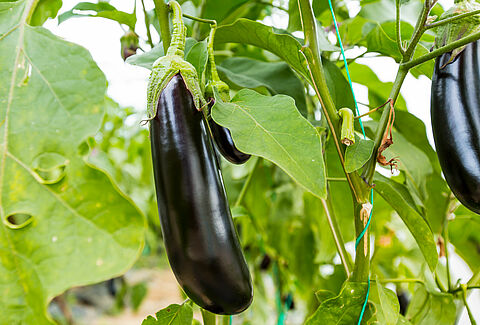 Eggplant