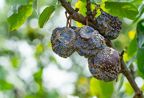 Monilinia or brown rot of fruit