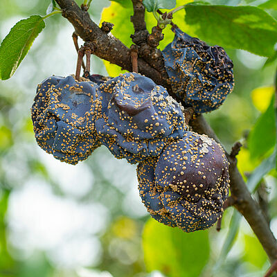 Brown rot Monilinia