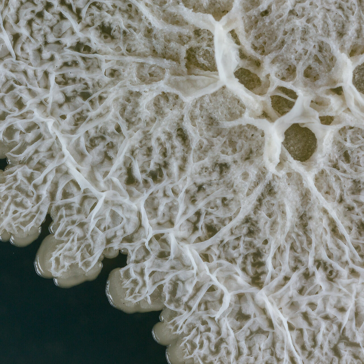Bacillus_amyloliquefaciens_Koppert_Biological_Systems-1.jpg Bacillus_amyloliquefaciens_Koppert_Biological_Systems-1.jpg