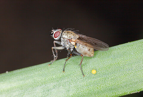 Onion fly season 2024: Growers limit damage with beneficial nematodes