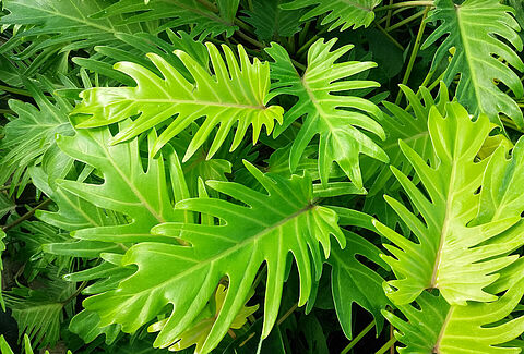 Tropicals