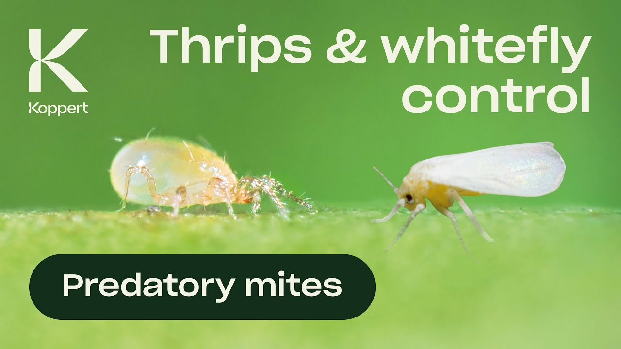 Biological control of thrips explained by using the predatory mite Amblydromalus limonicus