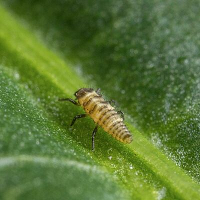 Coleomegilla maculata, stade larvaire 1