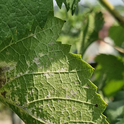Underside of a grape leaf infected with downy mildew, with clearly visible sporulating lesions.