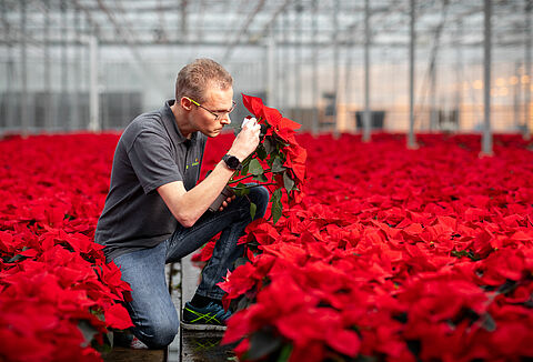 ‘Ornamental plant companies need to innovate more in plant protection’