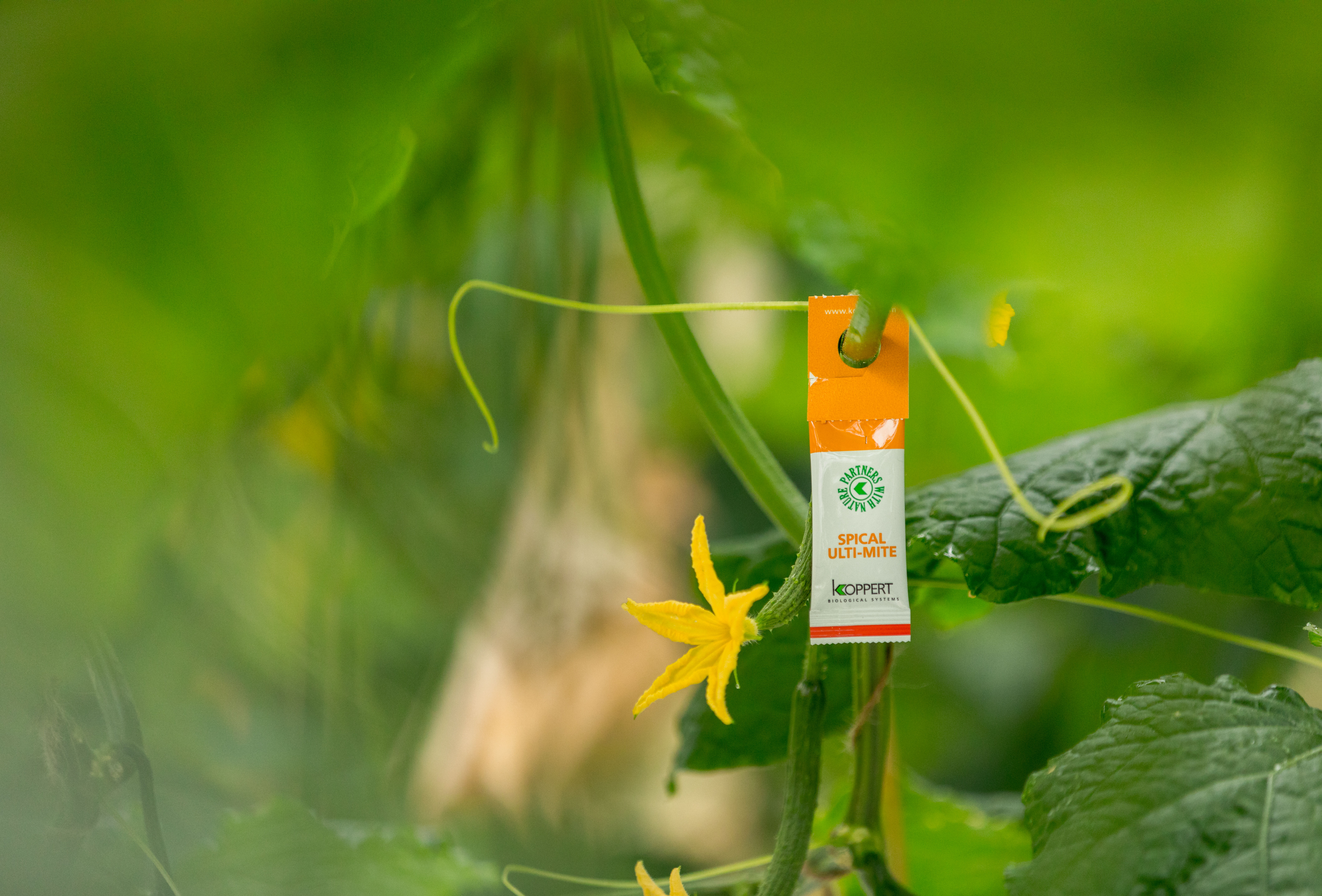 Spical Ulti-Mite in komkommer: "De spintbestrijding is nu veel stabieler"