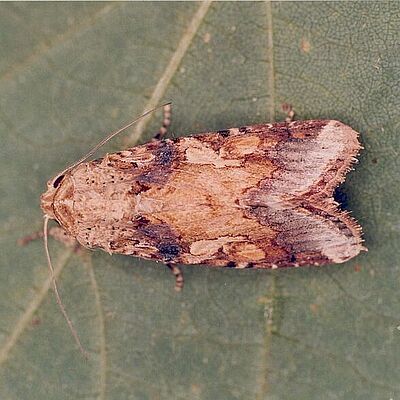 Adult male of the Armyworm Spodoptera cosmioides