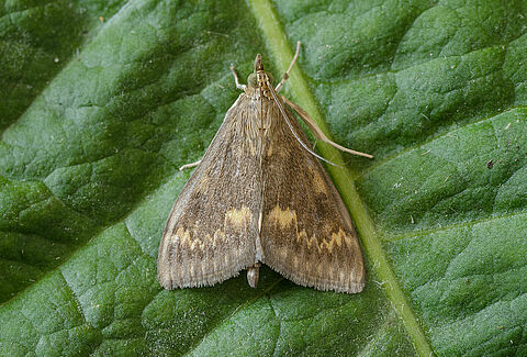 European corn borer