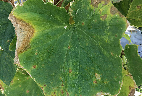 Gummy stem blight