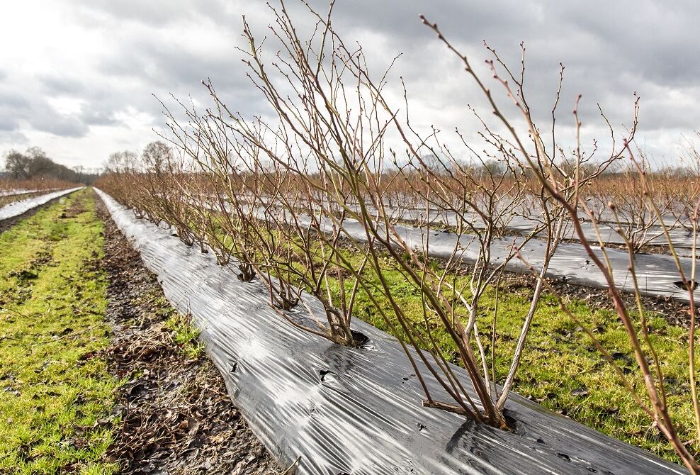 Blueberry Giant over NatuGro: 'Het wordt een interessant jaar'