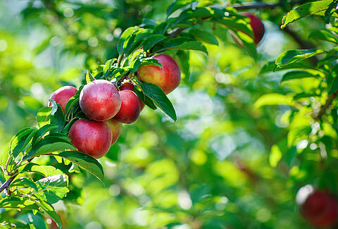 Nectarine
